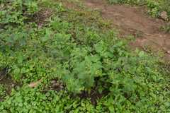 Sigesbeckia orientalis